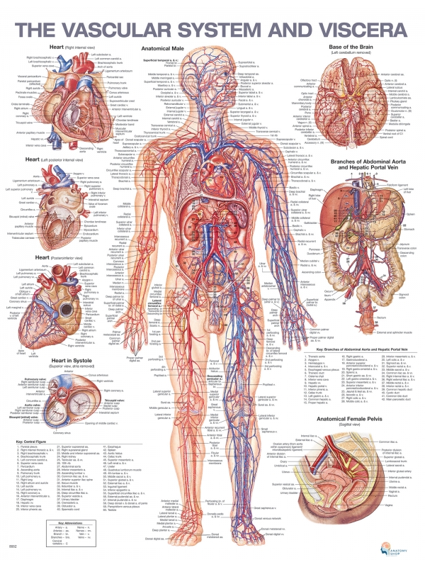 The Vascular System And Viscera Chart (51x66cm) With Hard Backing, Aluminium Frame & Hanging Hooks