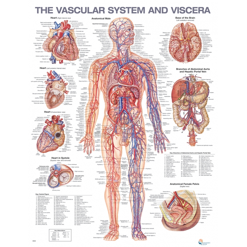 The Vascular System And Viscera Chart (51x66cm) With Hard Backing, Aluminium Frame & Hanging Hooks