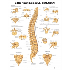 Vertebral Column Chart (52x70cm) With Special Rigid Lamination and Plastic Rollers