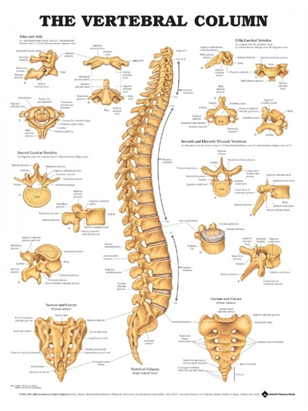 Vertebral Column Chart (52x70cm) With Special Rigid Lamination and Plastic Rollers