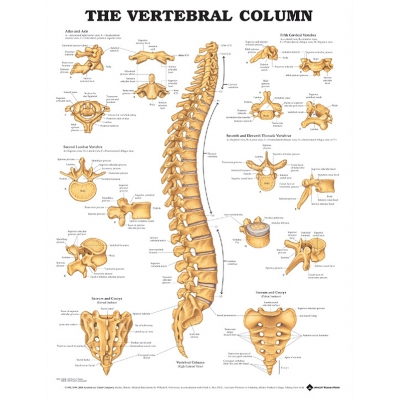 Vertebral Column Chart (52x70cm) With Special Rigid Lamination and Plastic Rollers