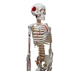 MYASKRO ✮ Human Skeleton Model ✮ 85CM Tall ✮ Painted Muscle Insertion and Origin Points ✮ Removable Arms and Legs ✮ Includes Detailed Product Manual for Study ✮ Premium Quality ✮ 2 Years Warranty