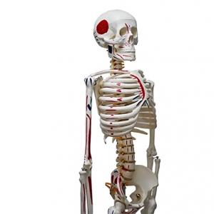 Skeleton Models