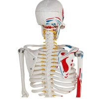 Human Skeleton Model With Painted Muscle Insertion and Origin Points - 85cm Tall