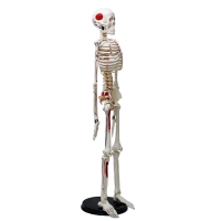 Human Skeleton Model With Painted Muscle Insertion and Origin Points - 85cm Tall