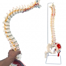 Flexible Spine Model With Femur Heads, Nerves, Occipital Plate And Painted Muscles Origins & Insertion Points