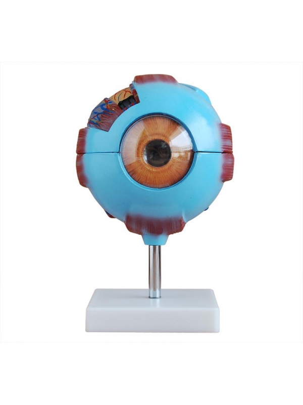 Giant Eye Model - Premium Quality By MYASKRO
