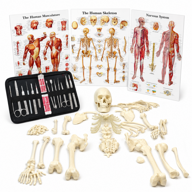 MBBS Anatomy Starter Bundle