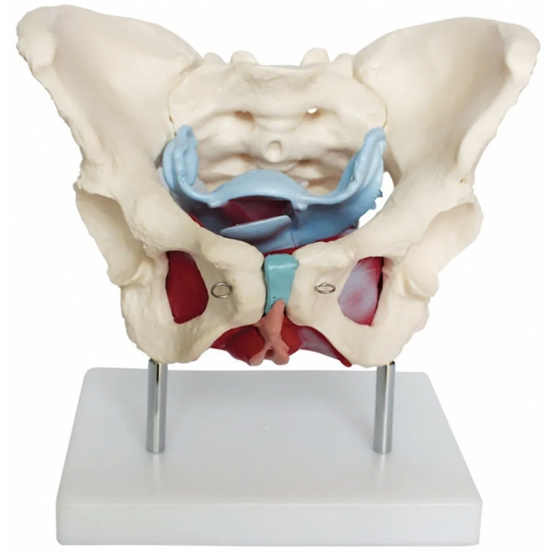 Female Pelvic Muscles & Organs