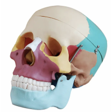 Adult Skull (Coloured) Life-Size Model - MYASKRO