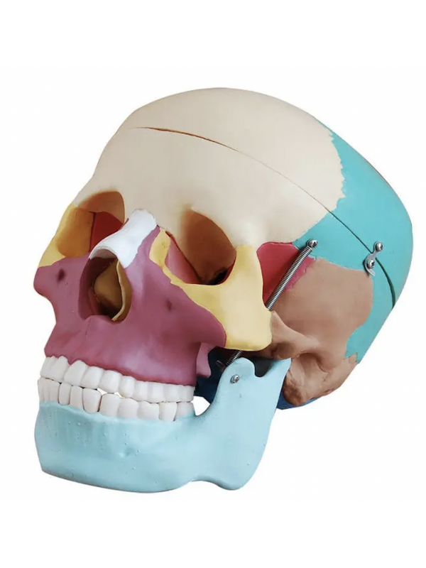 Adult Skull (Coloured) Life-Size Model Asian Version - MYASKRO