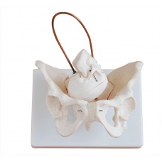 Birth Demonstration Model