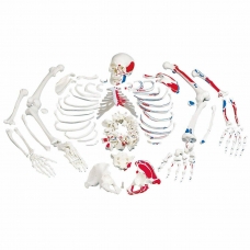 Disarticulated Human Skeleton Painted To Show Muscles Origins and Insertions Bi-Lateral Boneset