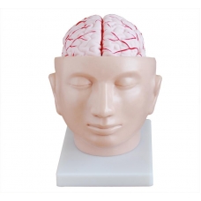 Brain With Arteries On Head - MYASKRO