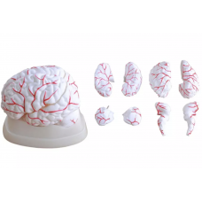 Brain With Arteries - Can Be Dissembled Into 8 Parts For In-Depth Study, Premium Quality