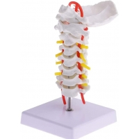 MYASKRO Vertebrae Anatomy Model Bundle (Cervical + Thoracic + Lumbar)