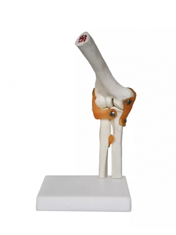 Elbow Joint Model With Ligaments Life Size Anatomical Model  - Anatomy Shop