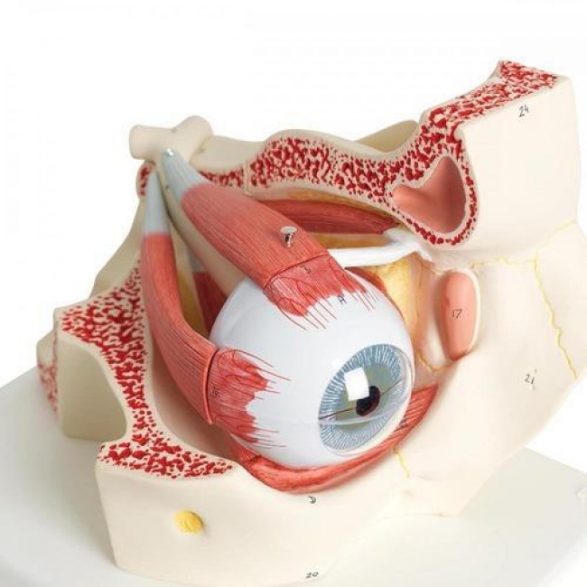 Eye With Orbit Model – 3X Enlarged | Dissectible into 10 Parts - Myaskro