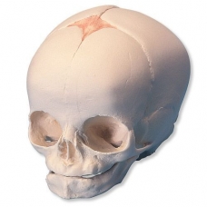 Fetal Skull Model (Child-Infant Skull Model) Premium Quality | Made Under The Guidance Of Expert Anatomists | Perfect For Anatomical Studies And Demonstration