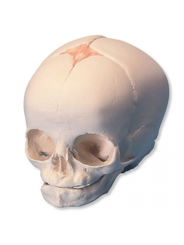 Fetal Skull Model (Child-Infant Skull Model) Premium Quality | Made Under The Guidance Of Expert Anatomists | Perfect For Anatomical Studies And Demonstration
