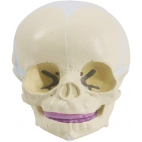 Fetal Skull Model With Precise Anatomical Details
