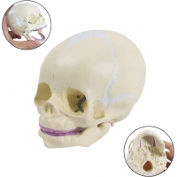 Fetal Skull Model With Precise Anatomical Details