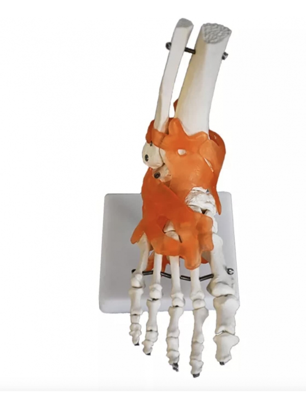Foot Joint Model With Muscles And Ligaments