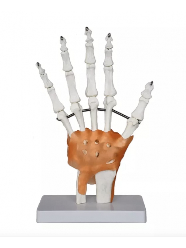 Hand Joint Model Premium Quality With Ligaments