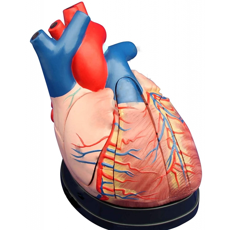 Jumbo Heart Model (Enlarged)