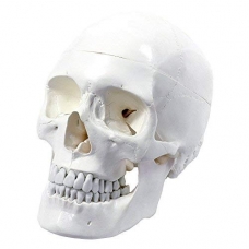 Human Skull Model With Removable Calvarium And Articulating Mandible Life-Size