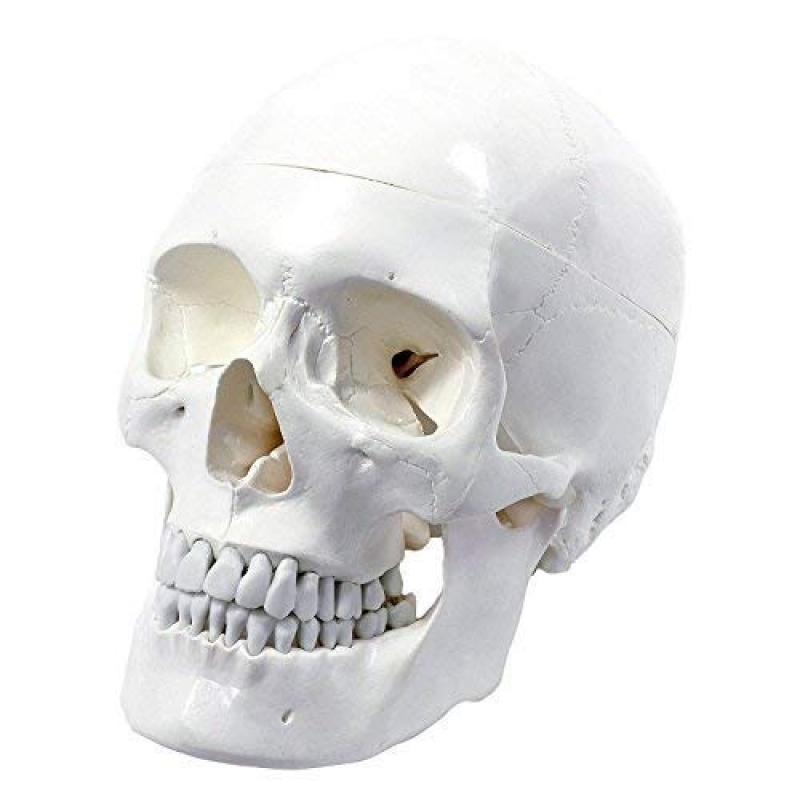 3-Part Human Skull Model (Premium Quality) Life Size