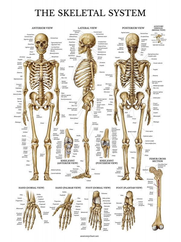 Human Skeletal Chart