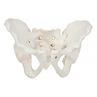 Male Reproductive System Anatomy Bundle - Myaskro