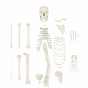 Disarticulated Skeletons