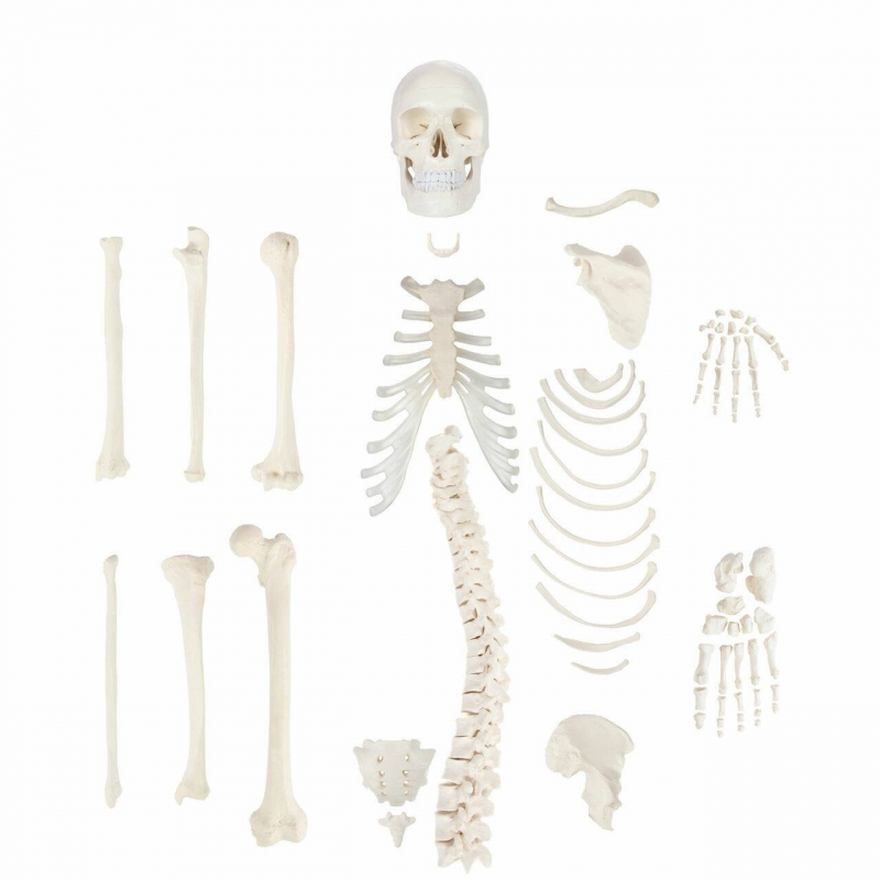 MYASKRO Disarticulated Unilateral Human Skeleton Anatomical Model 
