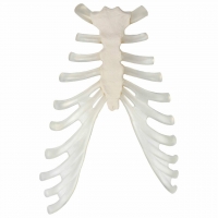 MYASKRO Disarticulated Unilateral Human Skeleton Anatomical Model 