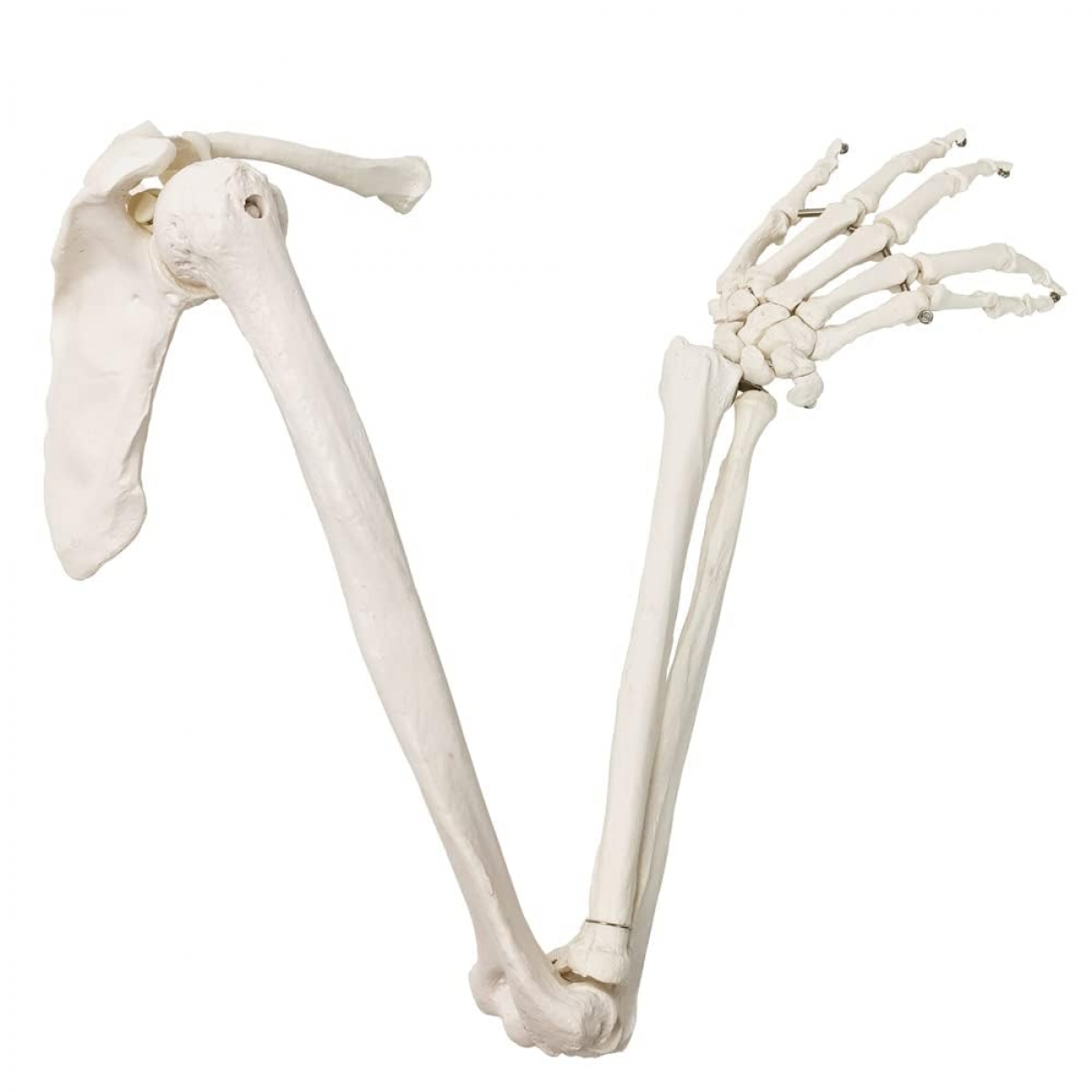 Life-Size Articulated Human Upper Limb Skeleton Model with Shoulder Girdle