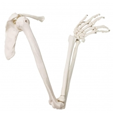 Life-Size Articulated Human Upper Limb Skeleton Model with Shoulder Girdle