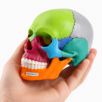 MYASKRO 15-Part Mini Coloured Human Skull Model – Detachable