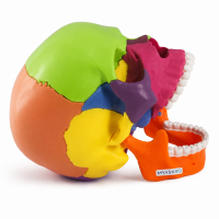 MYASKRO 15-Part Mini Coloured Human Skull Model – Detachable
