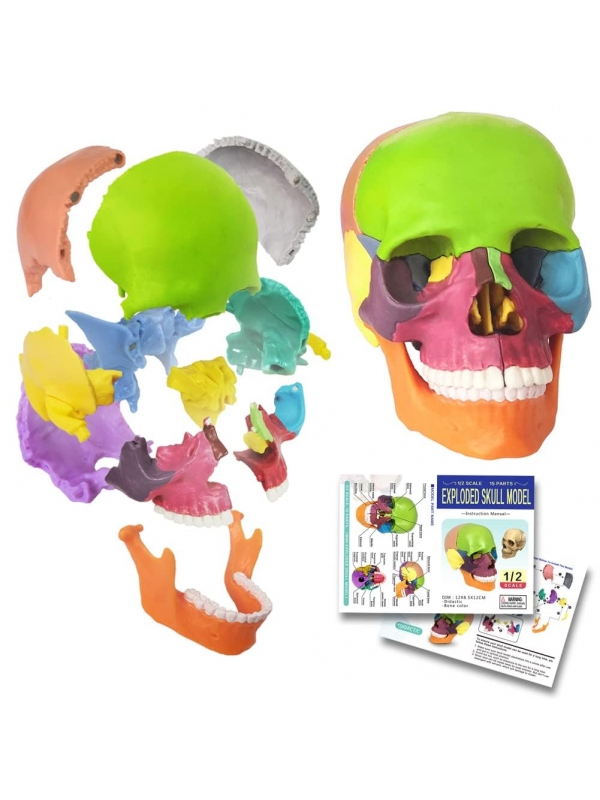 15-Parts Mini Coloured Skull Model - Myaskro