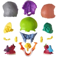 15-Parts Mini Coloured Skull Model - Myaskro