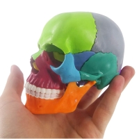 15-Parts Mini Coloured Skull Model - Myaskro