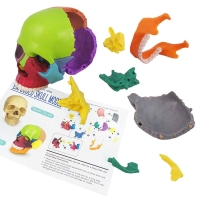 15-Parts Mini Coloured Skull Model - Myaskro