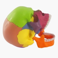 15-Parts Mini Coloured Skull Model - Myaskro