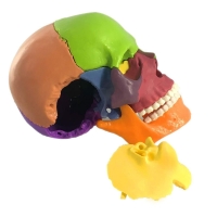 15-Parts Mini Coloured Skull Model - Myaskro