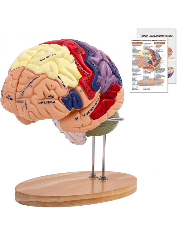 2 Times Enlarged Human Brain Model — MYASKRO (4 detachable parts)