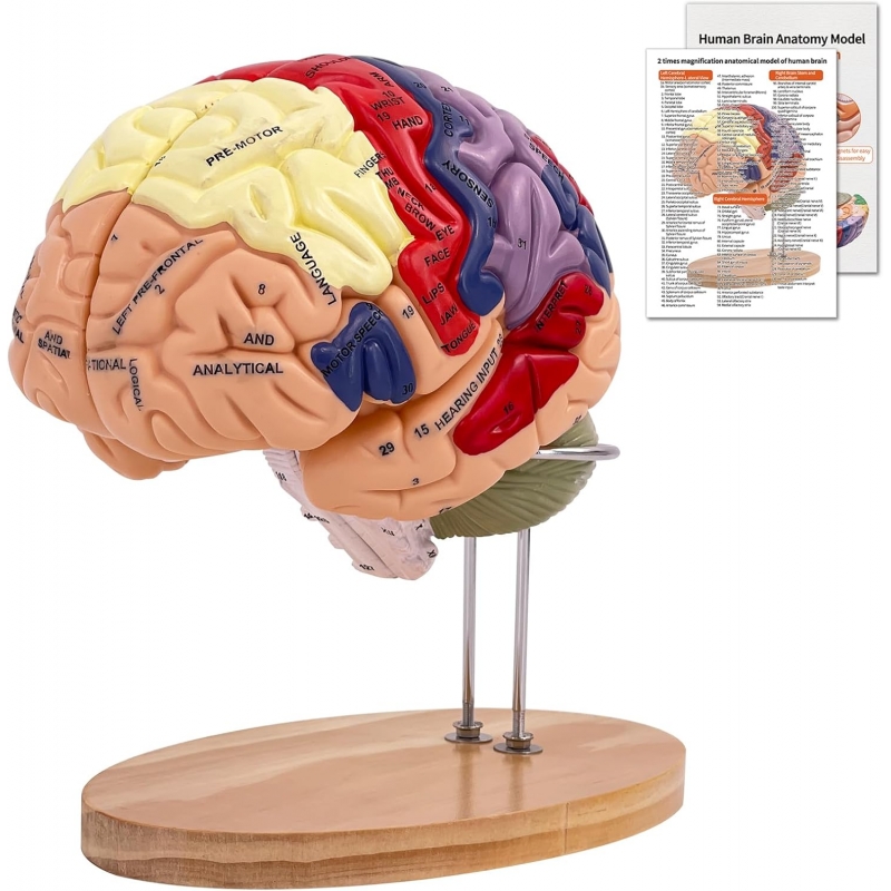 2 Times Enlarged Human Brain Model — MYASKRO (4 detachable parts)