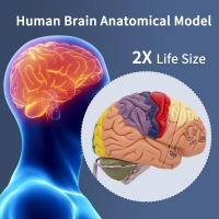 2 Times Enlarged Human Brain Model — MYASKRO (4 detachable parts)