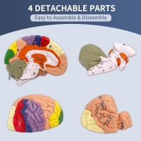 2 Times Enlarged Human Brain Model — MYASKRO (4 detachable parts)